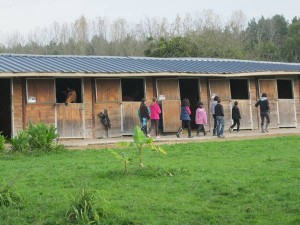 equitation toussaint 2014 015